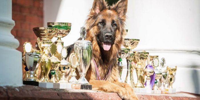Concours canin : les chiens les plus cotés