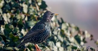 Les oiseaux chanteurs