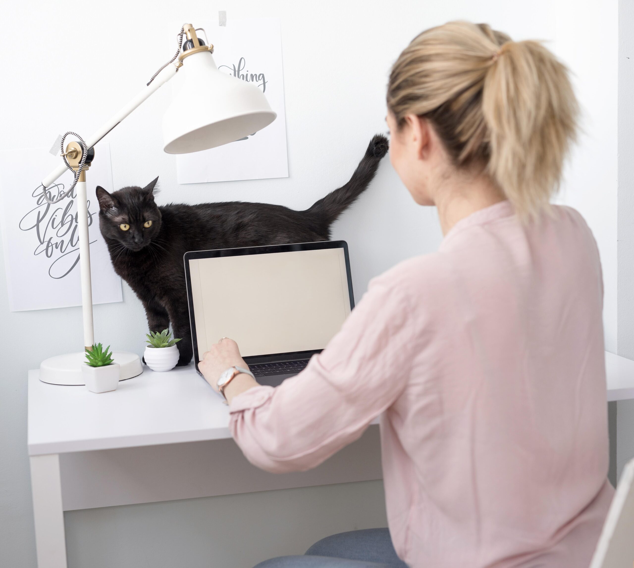 Les subtilités de la queue du chat