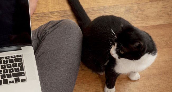 Décrypter le langage corporel de votre chat